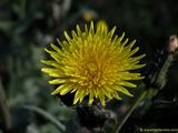 foto de alta calidad de flor amarilla de invierno con tama�o de 160 X 120; ver distintas medidas disponibles a la derecha